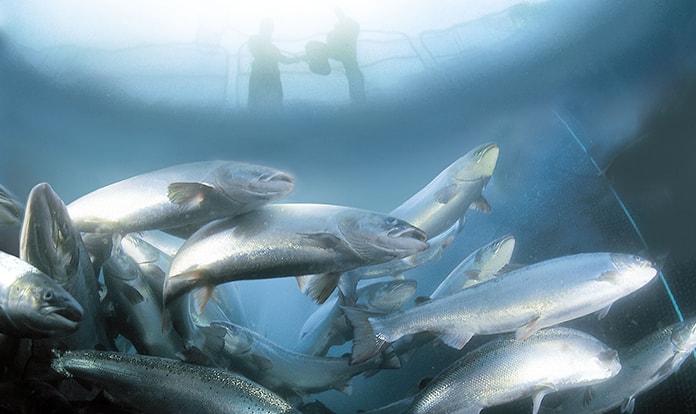 Nutreco invests in Nordic Aqua Partners