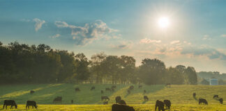 Nutreco joins FAO’s LEAP Partnership to drive livestock sustainability