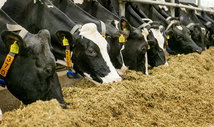 Nutreco obtains grant to develop on-farm solutions for nitrogen emissions