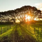 Nutreco publishes its 2020 Sustainability Report