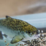 Nutrient interactions drive salmon health and growth