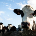 Nutrition 101 acquires dairy upcycling company