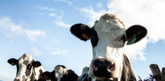 Nutrition 101 acquires dairy upcycling company