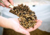 Nutrition Technologies exports insect meal and oil to EU and UK