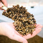 Nutrition Technologies exports insect meal and oil to EU and UK