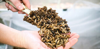 Nutrition Technologies exports insect meal and oil to EU and UK