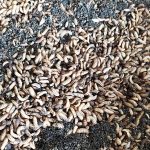 Nutrition Technologies publicizes its rebrand