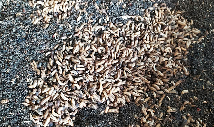 Nutrition Technologies publicizes its rebrand