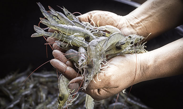 Ocean 14 Capital Fund buys controlling stake in SyAqua