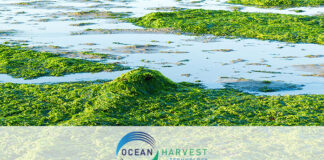 Ocean Harvest obtains its second patent for OceanFeed™