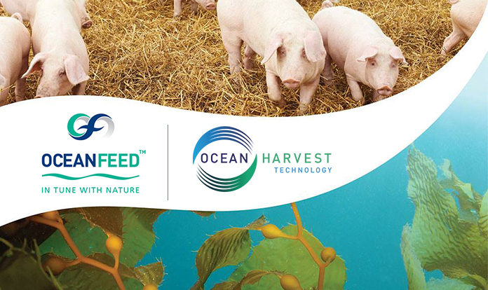 Ocean Harvest unveils successful OceanFeed™ swine trials