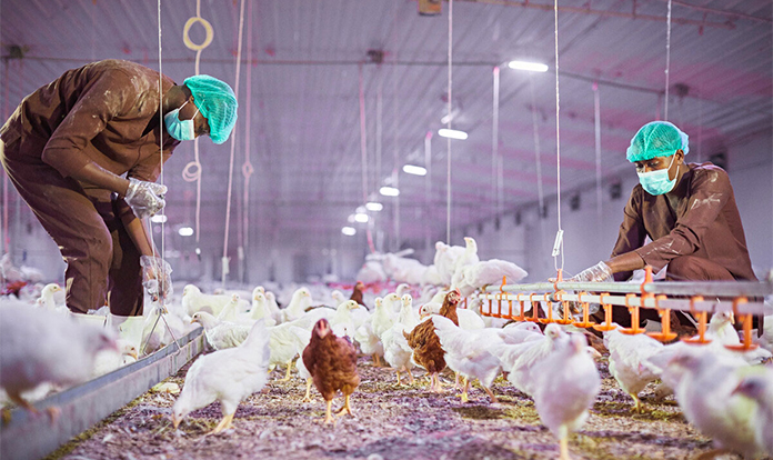 Olam Agri acquires Avisen to expand its presence in West Africa