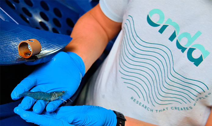 Onda expands services into whiteleg shrimp with satellite facility