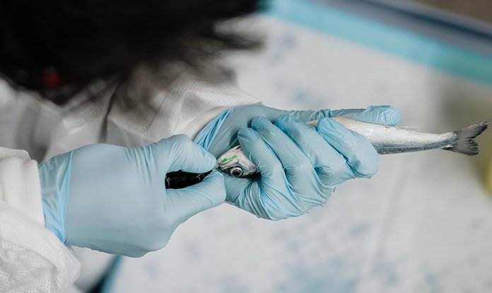 Onda strengthens fish health research tools