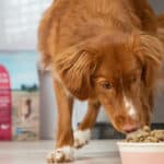 Open Farm a premium pet food brand
