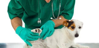 Orion further expands its collaboration with Vetoquinol