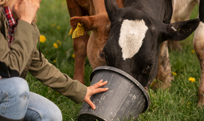 Overcoming regulatory hurdles for plant-based feed additives