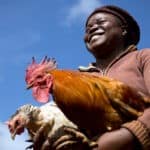 PREVENT project for 150,000 backyard poultry producers in Africa