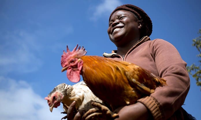 PREVENT project for 150,000 backyard poultry producers in Africa