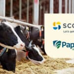 Papillon, Scoular partner on bypass protein products for dairy feed
