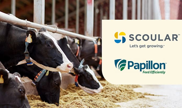 Papillon, Scoular partner on bypass protein products for dairy feed 