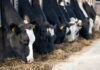 Papillon launches anti-caking agent for ruminant diets