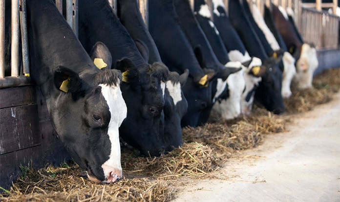 Papillon launches anti-caking agent for ruminant diets