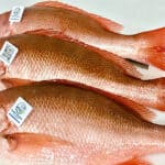 Partnership for genetic mysteries of Pacific red snapper