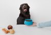 PawCo and Harvard collaborate for AI-optimized pet food platform