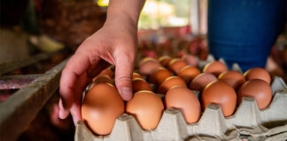 Penn State study links common diabetes drug to improved egg production