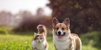 Pet Sustainability Coalition launches benchmark assessment to drive sustainability