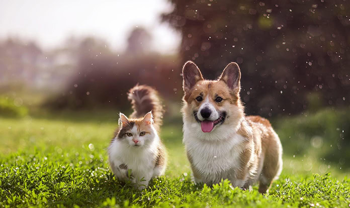 Pet Sustainability Coalition launches benchmark assessment to drive sustainability 