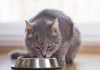 Pet parents expect their cat's food to help address health challenges