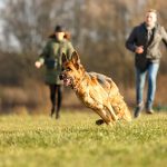 Phileo: Non-animal chondroitin solution supports joint health in pets