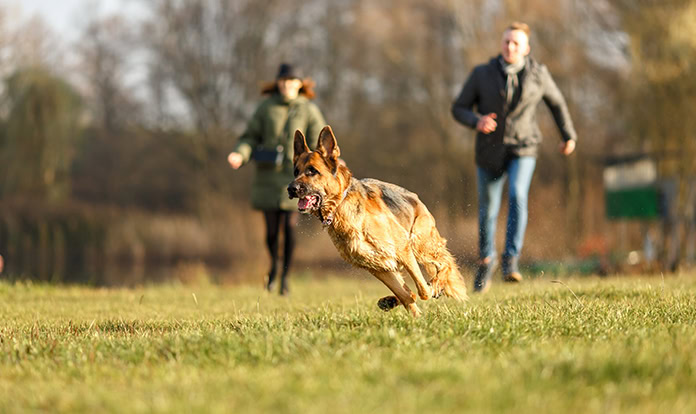 Phileo: Non-animal chondroitin solution supports joint health in pets