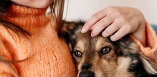 Phileo by Lesaffre to host event on companion animal health