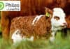 Phileo granted EU renewal authorisation for Actisaf®Sc47 for calf rearing
