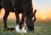 Phileo launches animal-free chondroitin solution for equine joint health