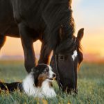 Phileo launches animal-free chondroitin solution for equine joint health