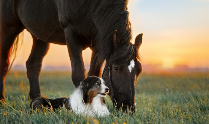 Phileo launches animal-free chondroitin solution for equine joint health 