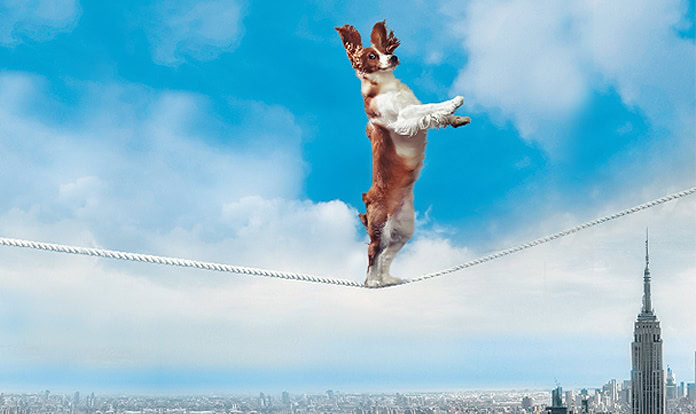 Phileo launches new probiotic for premium dry dog food