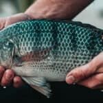 Phileo unveils tilapia program with functional yeasts