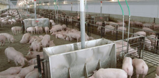 PigTek launches five-year warranties for stainless-steel feed line equipment