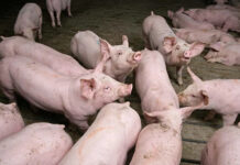 PigTek updates Flex-Auger Feed Delivery Systems