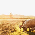 Pilgrim’s proposes closure of Ashton site