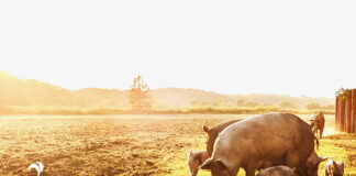 Pilgrim’s proposes closure of Ashton site