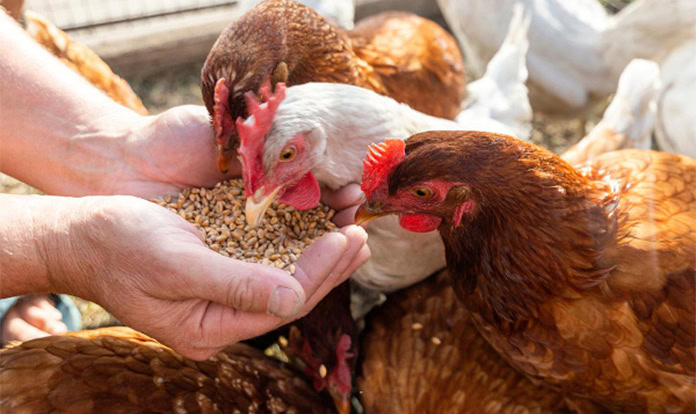 Polish poultry farmers to receive €14M EU support for avian flu losses