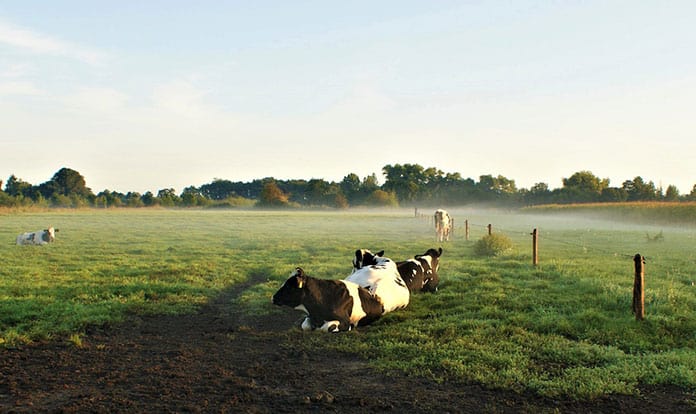 Practical tips for heat stress prevention in ruminants from Lallemand