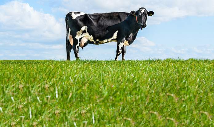 Prices in dairy commodity market to rise in 2024