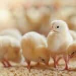 Probiotics can help reduce use of antibiotics in livestock production - new literature review